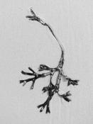 blaaswier (fucus vesiculosus) 9-2014 3942-